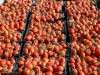 گوجه فرنگی ۳۰ درصد ارزان شد